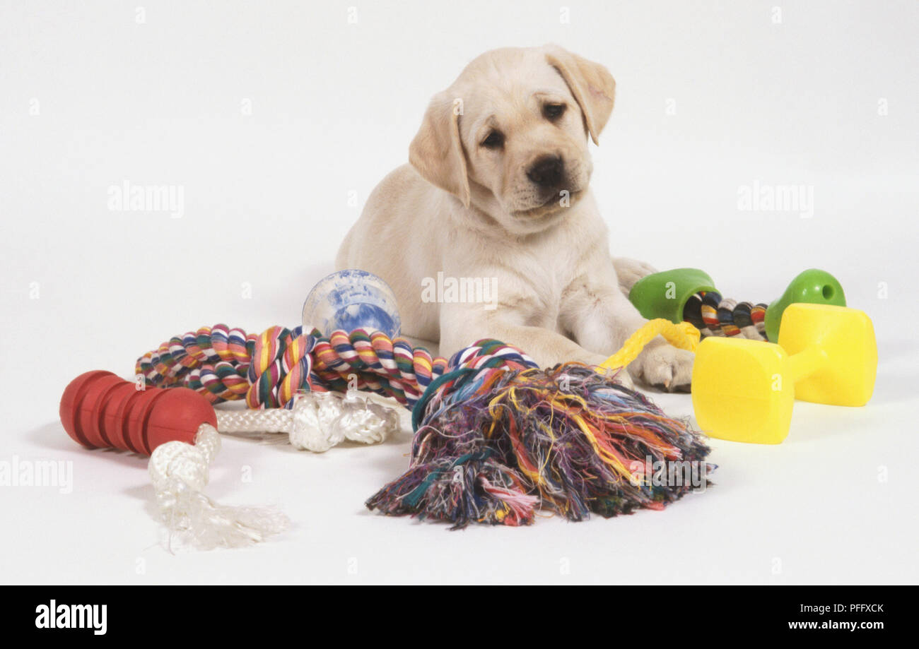 Labrador puppy (Canis familiaris) surrounded by toys, front view Stock Photo