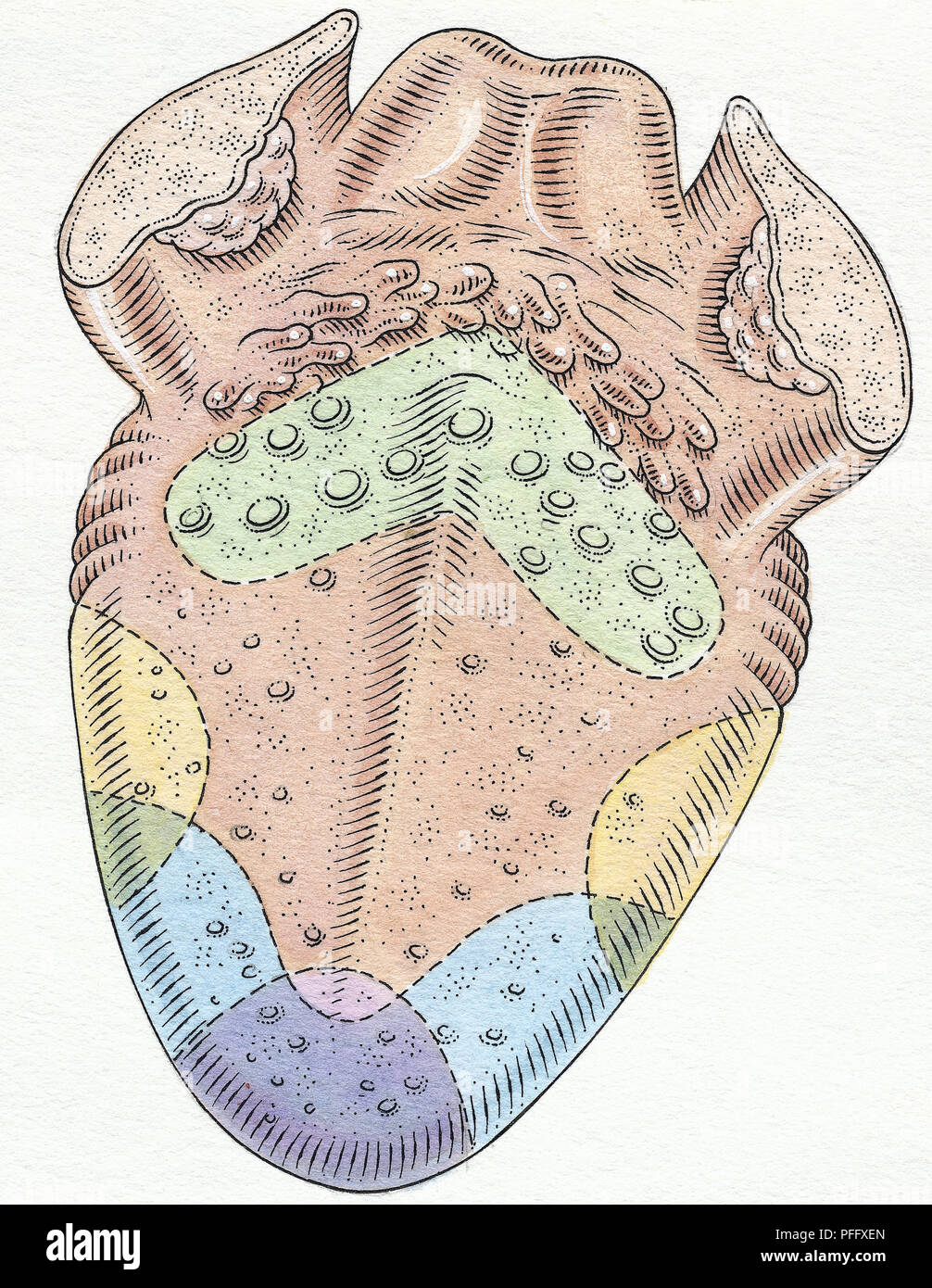 Tongue, and various papilla areas; vallate, fungiform and filiform. Also shows the four taste areas of sweet, salt, sour and bitter. Stock Photo