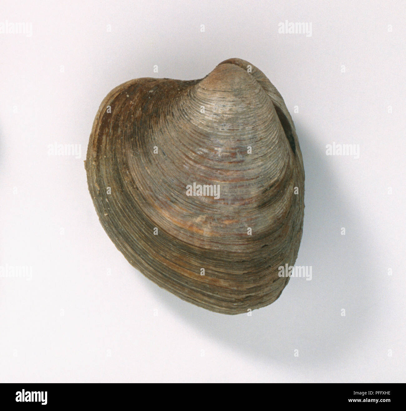 Quahog or hard clam (Mercenaria mercenaria), close-up Stock Photo