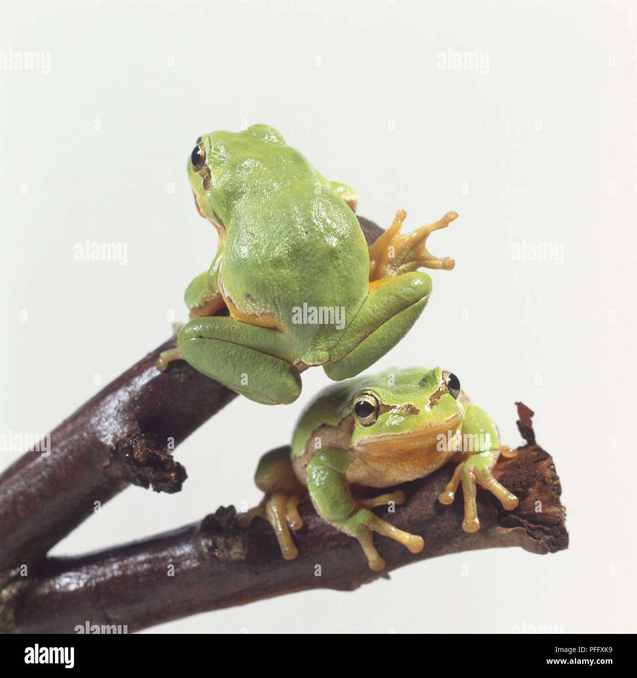 European Treefrogs (Hyla arborea), front and rear view of two light
