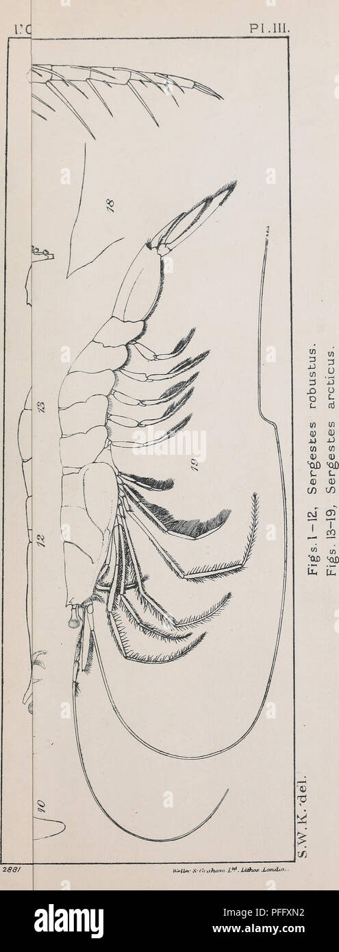 . Decapoda natantia of the coasts of Ireland. Decapoda (Crustacea). PI.III.. 10 o oi (0 a. WWiÂ«- a-rhiifuitn â L'^. laAos. Monday.. Please note that these images are extracted from scanned page images that may have been digitally enhanced for readability - coloration and appearance of these illustrations may not perfectly resemble the original work.. Kemp, Stanley. Dublin, Alexander Thom &amp; Co. , 1910 Stock Photo