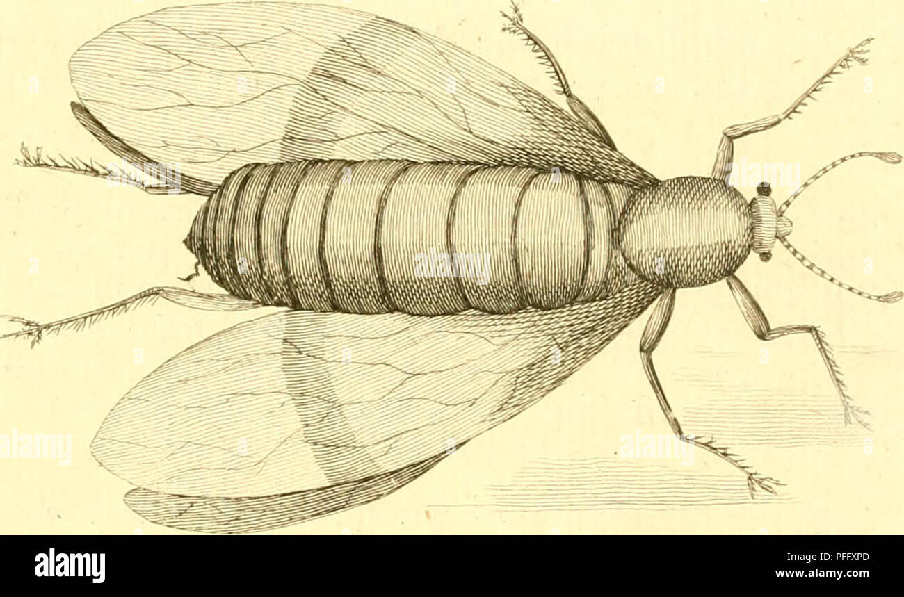 . A decade of curious insects : some of them not describ'd before, shewn in their natural size, and as they appear enlarg'd before the Lucernal microscope, in which the solar apparatus is artificially illuminated : With their history, characters, manners, and places of abode, on ten quarto plates, and their explanations : drawn and engraved from nature. Insects; Insects; Microscopes. J°a^e//f (^y^f^/^^. TV 6&quot;. (^/zyjj- /2i^^'&lt;?t^ /('^fi • (?a^ /e&lt;x/'^a//^'^.. Please note that these images are extracted from scanned page images that may have been digitally enhanced for readability - Stock Photo