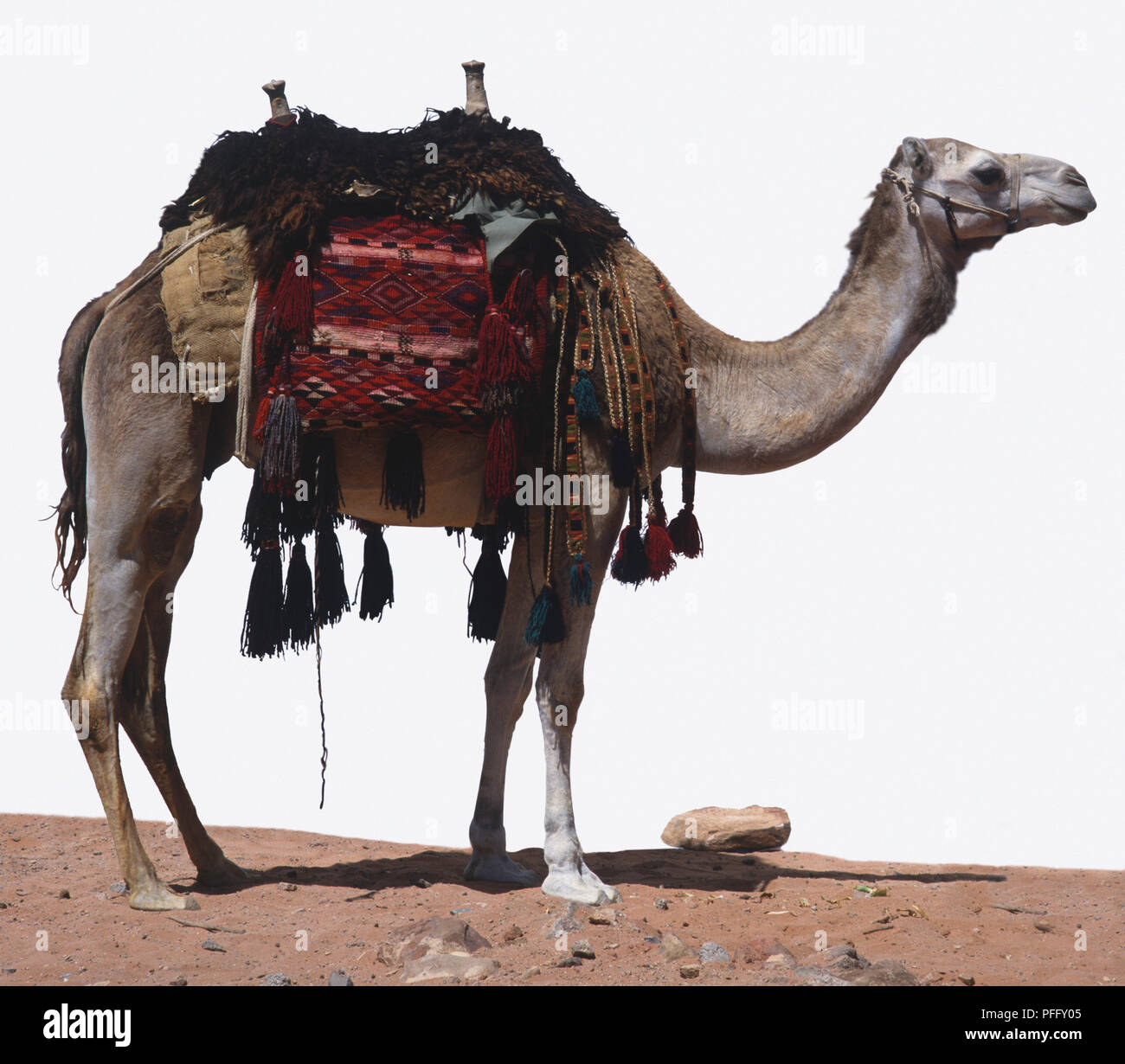 Dromedary, Camelus dromedarius, Domesticated Camel, standing. Stock Photo