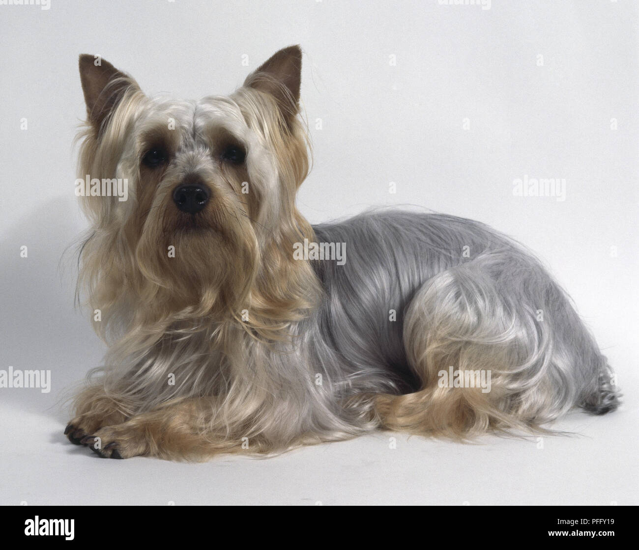 Australian Silky Terrier Stock Photos Australian Silky Terrier