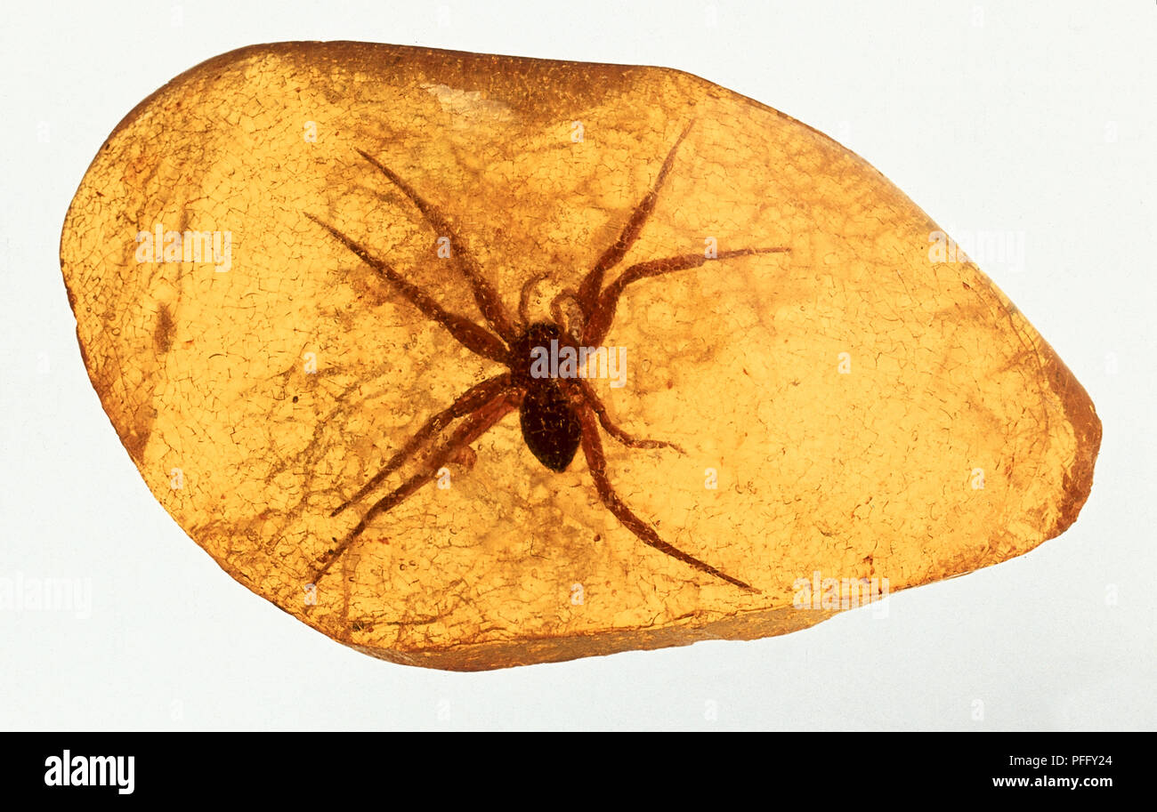 719 Natural Amber Drop With Inclusions Air Bubble Spider 