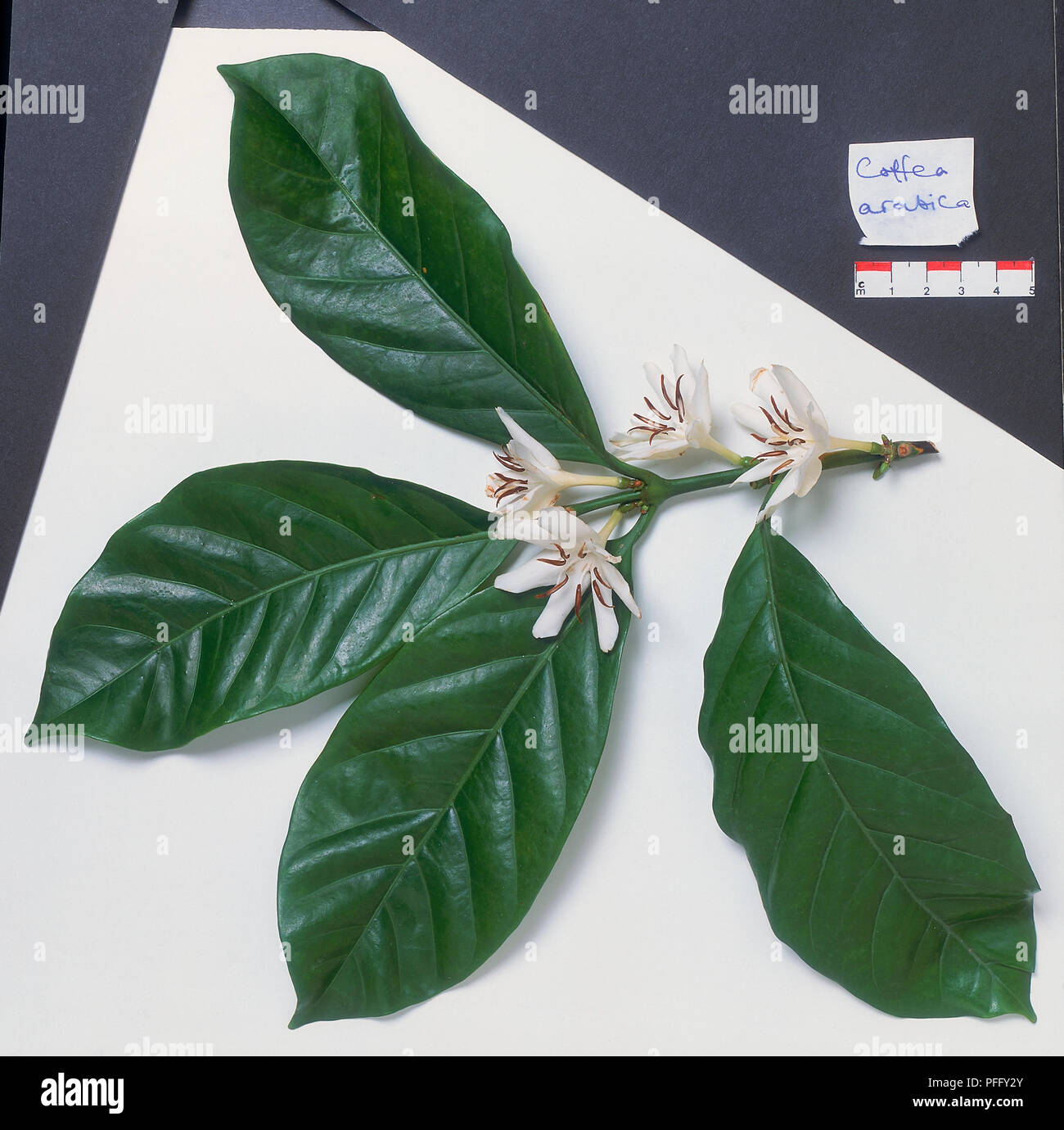 Coffea arabica, leaves and clusters of white Jasmine-scented flowers. Stock Photo