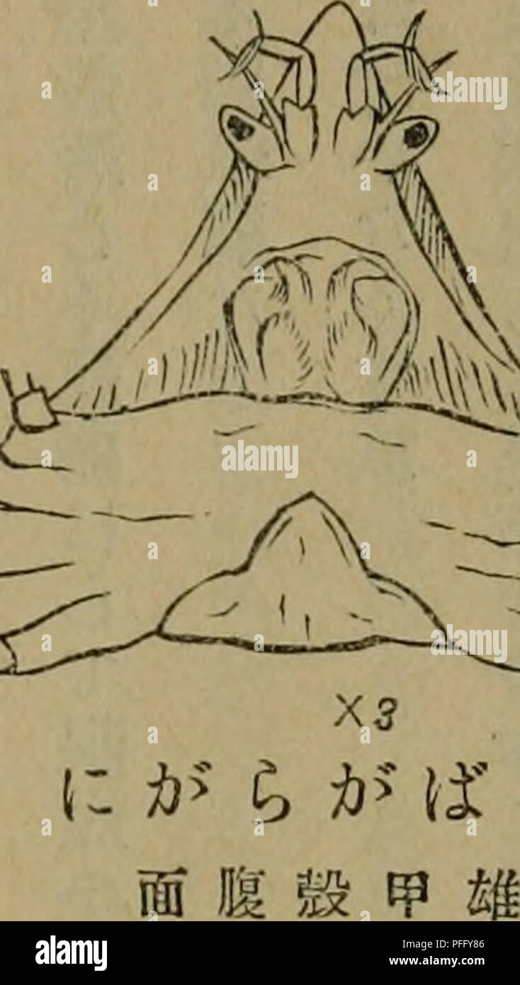 . Dbutsugaku zasshi. Zoology; Zoology. æ¥æ¬è¹é¡éèªª(å¯ºå´) æ¯ç-ã®ä¿è-·ç©ãªãç¼ãäº¦å°ã«ããã¦å®¹æã«ä»ã®è«¸æVJåå¥ 3 r ããå¾ã½ ã©ãããdæ°nåã®å-¸è ã¯æ¬æãä»¥ã¦æ¹æ®¼é¡ä¸-ã«ä½ãã å¯çè¹æ(Sã§ï¼-otheridae) ãã®ä¸-ã«ç·¨å ¥.ãããããç¶ ãã«åæ°ã¯ä¹ãç¨ç«ão ãã¦é³é -æä¸-ã«æ¶ãã ããç¨®å±¬å°ãå½¢ç®å°ã«ã ã¦èª¿æ»ä¸å åãªãåæ¢å° ãããæ§ªããã¦ååçã«ç¢ãå¥½ã¦ç¤éå·ä¸ã«ä¼æ ãã¼ä¸ä¸ã® å°å±¬ãå«ãã. Please note that these images are extracted from scanned page images that may have been digitally enhanced for readability - coloration and appearance of these illustrations may not perfectly resemble the original work.. Nihon Dbutsu Gakkai; Tky Dbut Stock Photo
