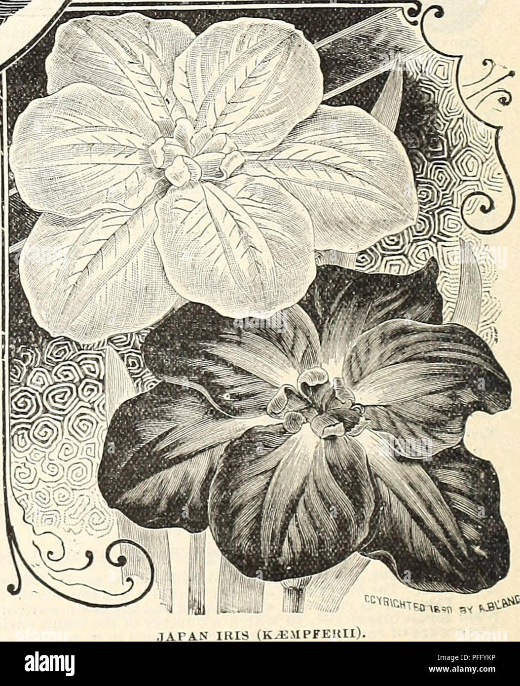 This image shows a wholesale catalog for plants, listing various ...
