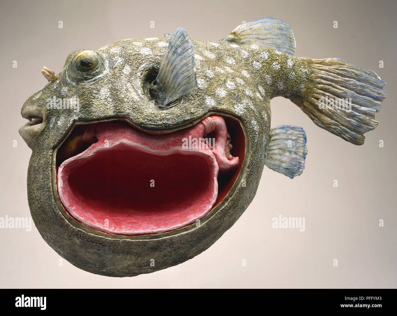 Side view of cross-section model of Puffer Fish with mottled skin  camouflage and sharp teeth, cross-section of stomach showing deadly toxic  liver, ovary and intestines Stock Photo - Alamy