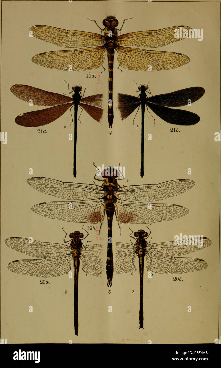 Calopteryx japonica selys hires stock photography and images Alamy