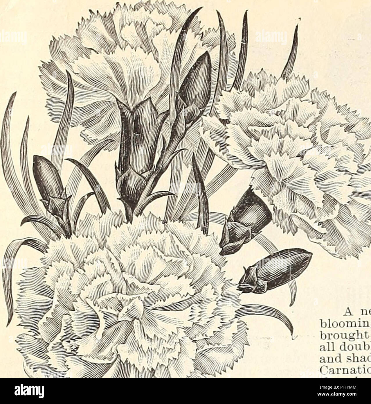 Dealers And Florists Wholesale List Of Plants Seed Industry And