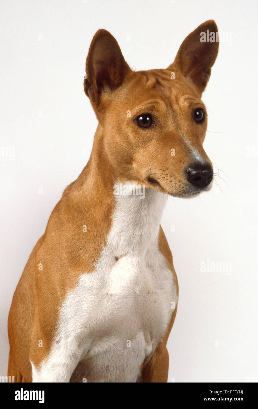 A slender basenji with tall pricked-up ears, a brown head and shoulders