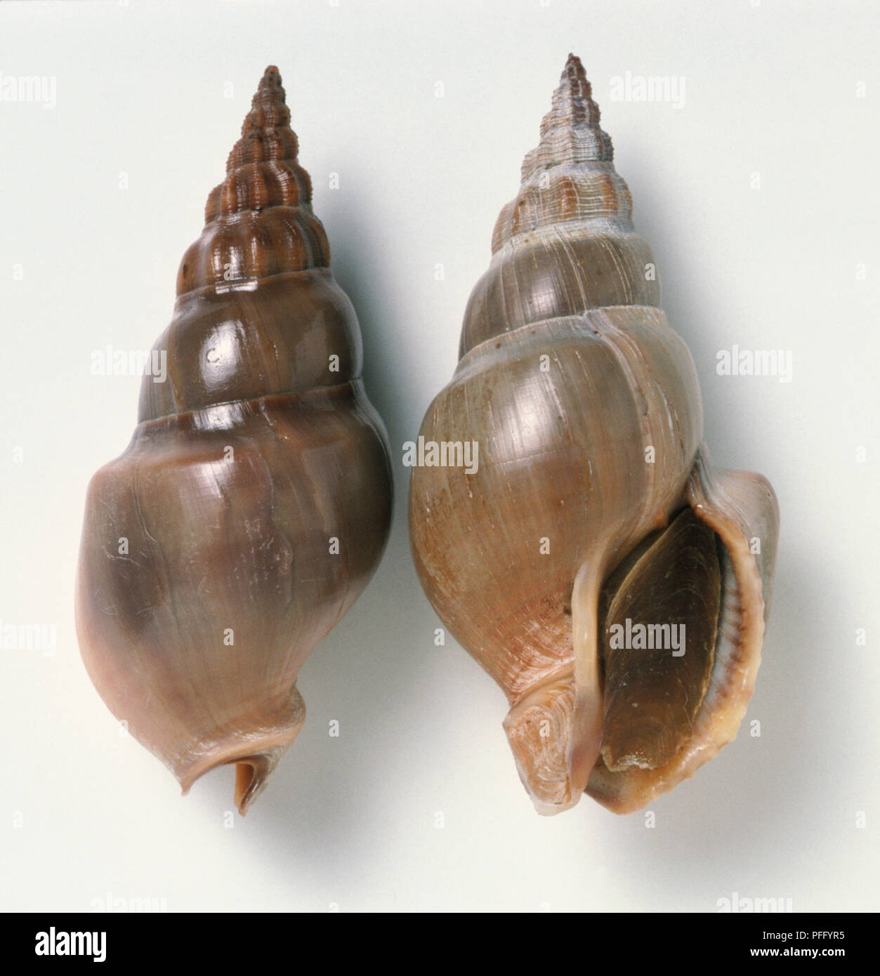 Northia pristis, overhead and underside view of North'sLlong Whelk shell, thick high spired, vertical ribs on whorls smooth chocolate brown colour. Stock Photo