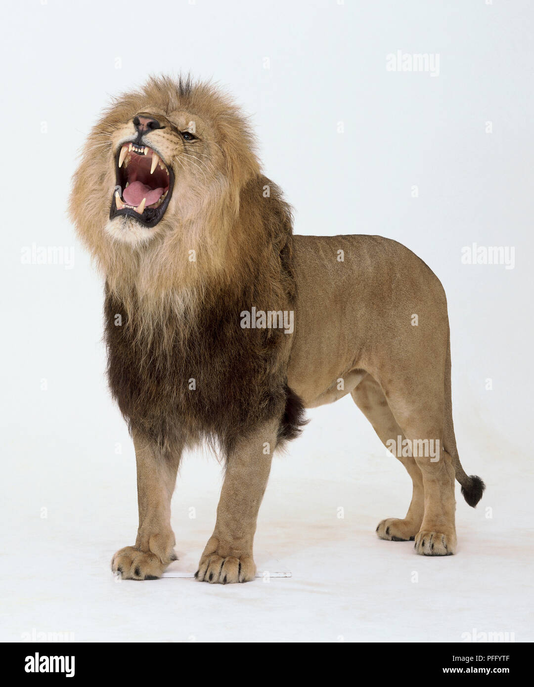 Lion (Panthera leo) standing and roaring, side view Stock Photo Alamy