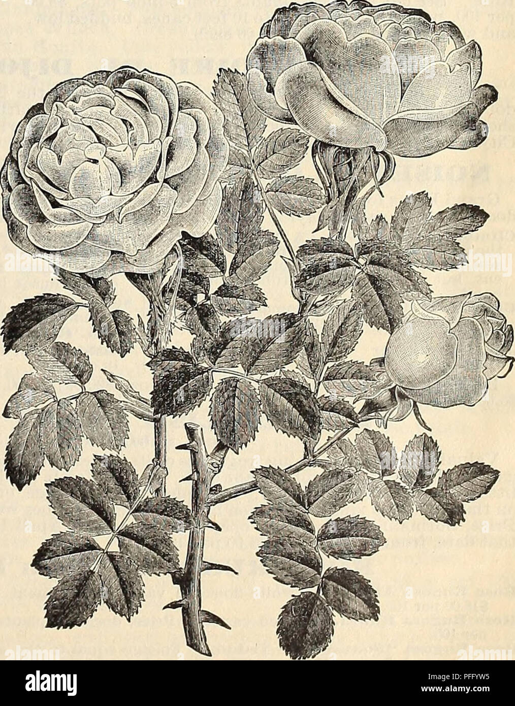 . Dealers and florists wholesale list of plants. Seed industry and trade Catalogs; Seeds Catalogs; Flowers Seeds Catalogs; Plants, Ornamental Catalogs. HARDY DORMANT ROSES.—Continued. DORMANT ROSE, SHOWING HOW PLANTING AND PRUNING ARE DONE Prune when planted and as shown on dotted lines. Eugene Furst. Velvety crimson, very large flower, with broad massive petals quite double; a distinct and valuable Rose. First among crimsons. Fisher Holmes. Finely shaped flowers and buds, intense, dark &quot;velvety crim- son ; considered by connoisseurs to be an improvement on Gen. Jacqueminot. Francois Leve Stock Photo
