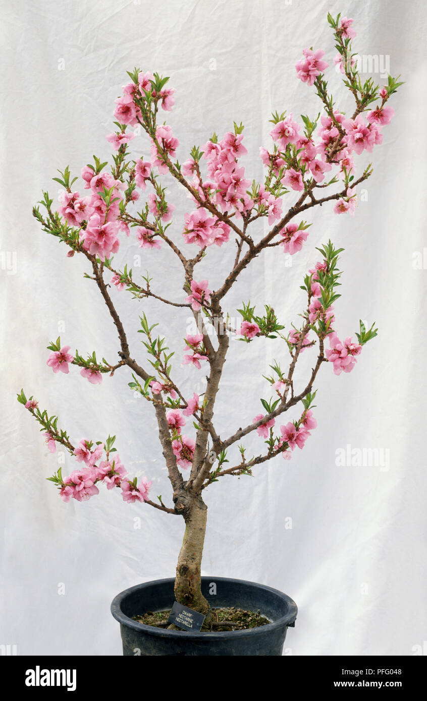 Prunus persica, Peach tree in pot, showing pink flowers. Stock Photo