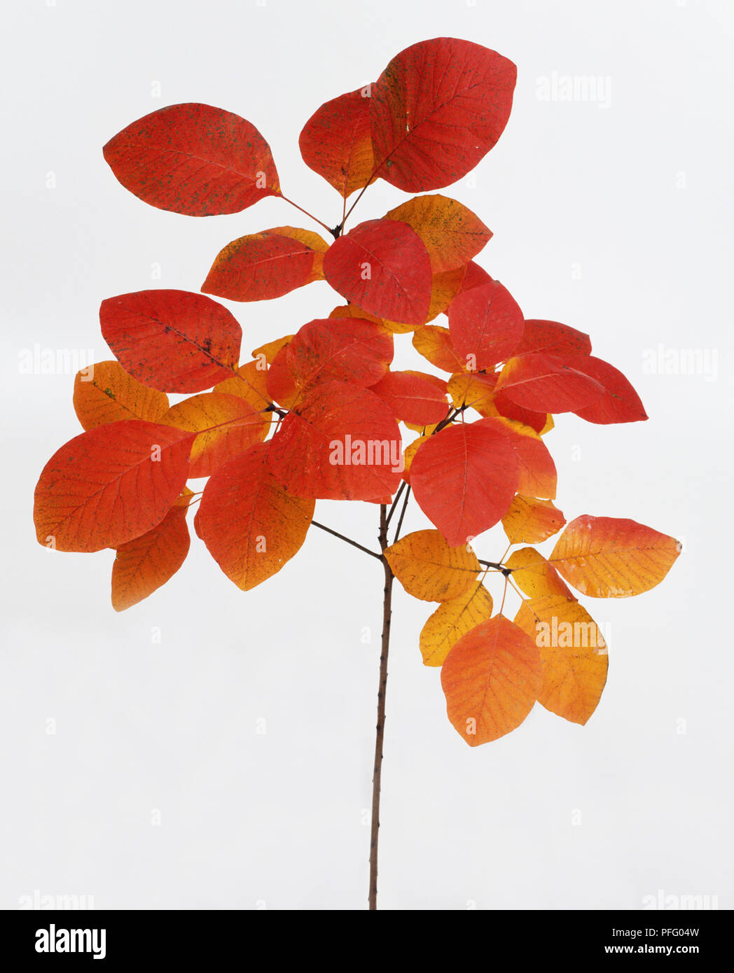 Cotinus 'Grace', Smoke Bush, orange leaves. Stock Photo