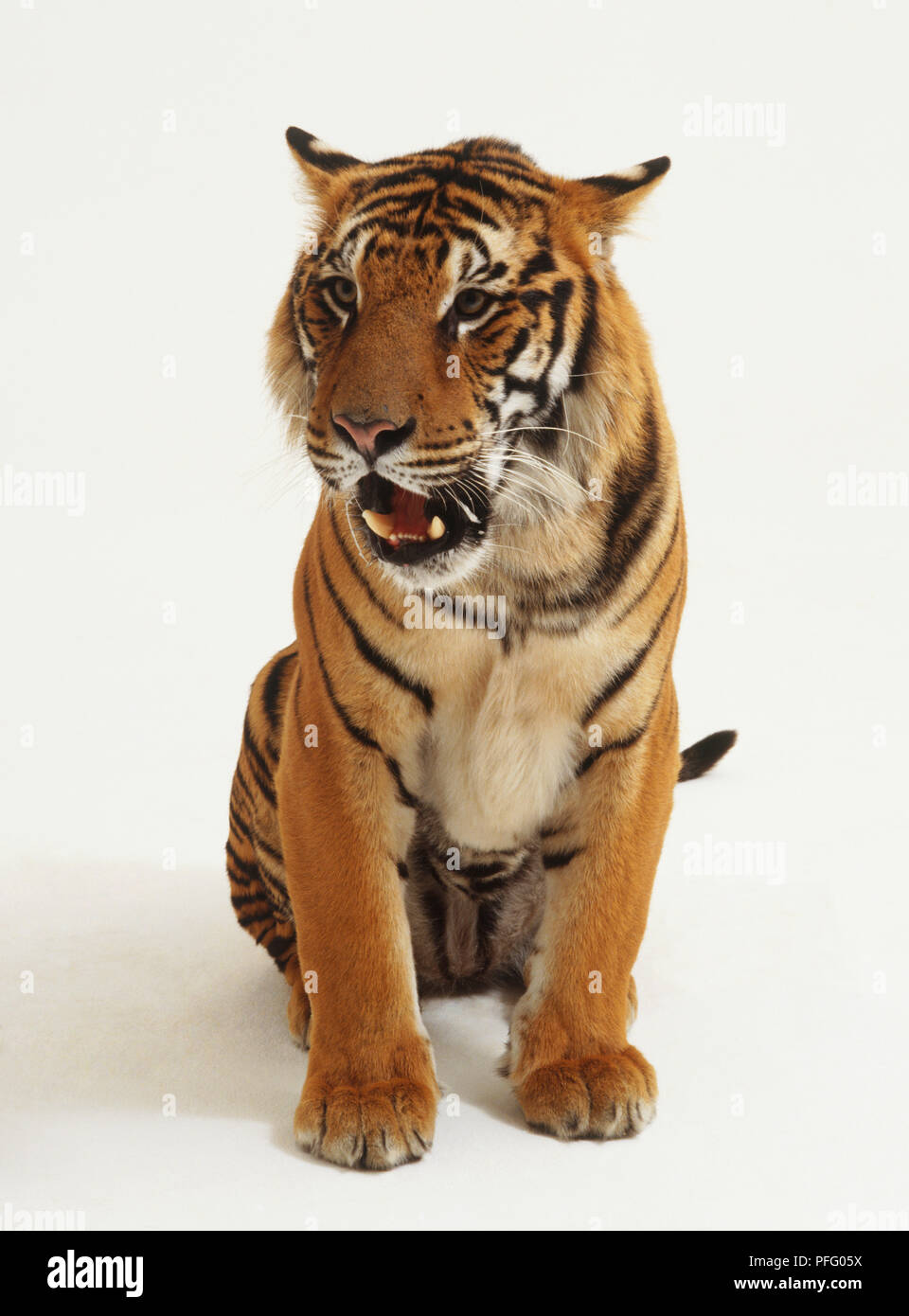 Sitting Tiger (Panthera tigris) baring its teeth, front view Stock Photo