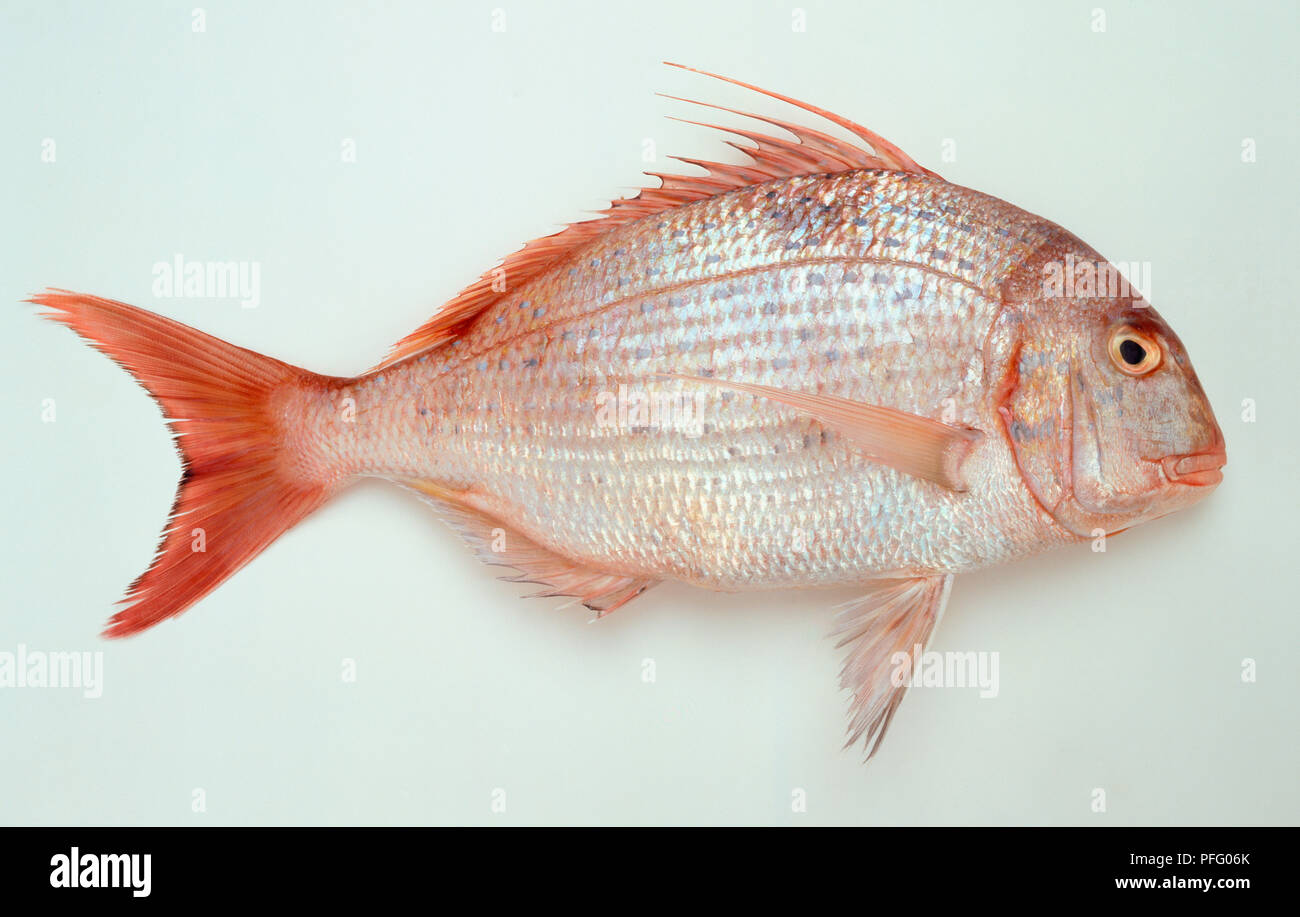 Blue-spotted sea bream, fish with a red spiny dorsal fin and tail fin. Stock Photo