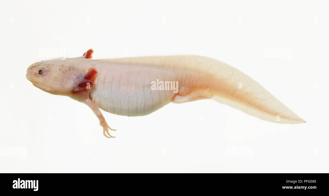 Axolotl (Ambystoma mexicanum) underwater, side view Stock Photo - Alamy