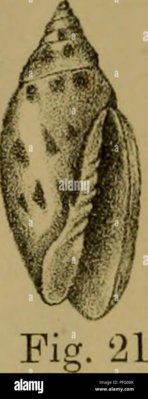 A zoology journal featuring articles on various species, including detailed illustrations of diverse animals. The images, though enhanced for readability, reflect the accurate depiction of animals studied by the Nihon Dbutsu Gakkai (Japanese Zoological Society). These illustrations contribute to understanding species behavior and classification. Stock Photo