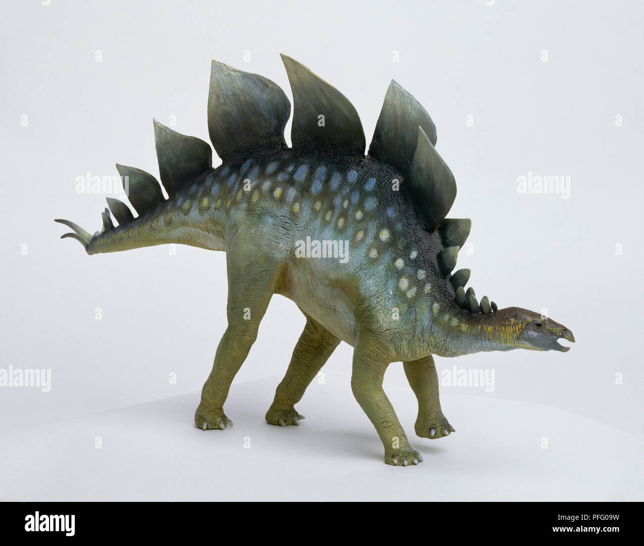 Model of quadrupedal plated dinosaur, Stegosaurus or roof lizard Stock Photo