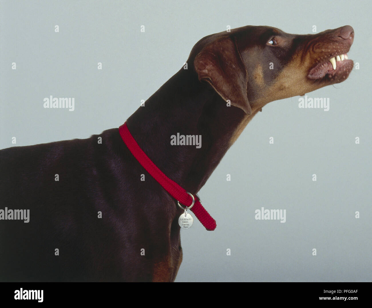 A snarling black and tan dobermann bares its teeth. Stock Photo
