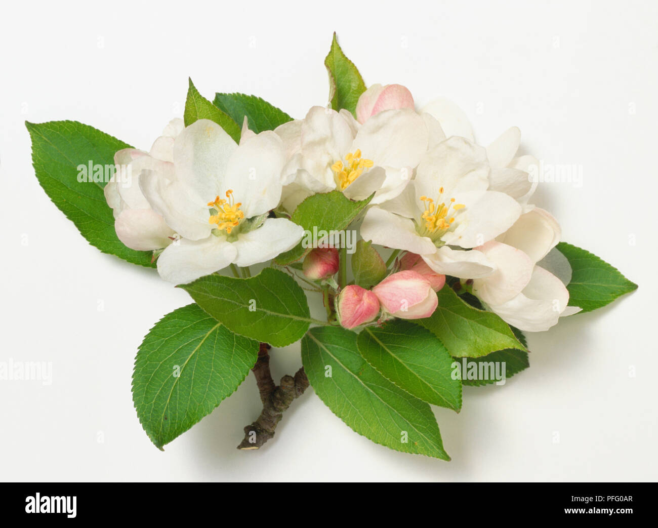 Rosaceae, Malus prunifolia, dark stem with toothed green leaves, pink buds and white flowers borne in compact clusters. Stock Photo