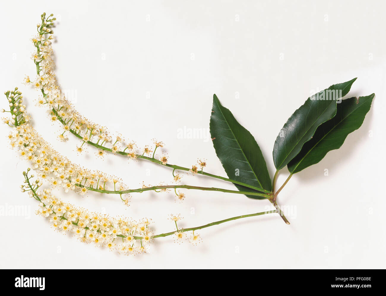 Rosaceae, Prunus lusitanica, Portugal laurel, dark stem with dark, glossy leaves and three long, slender racemes of white flowers. Stock Photo