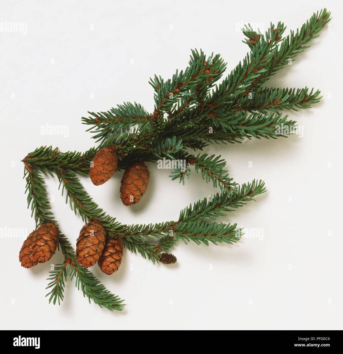 Picea mariana, Black Spruce needles and cones. Stock Photo