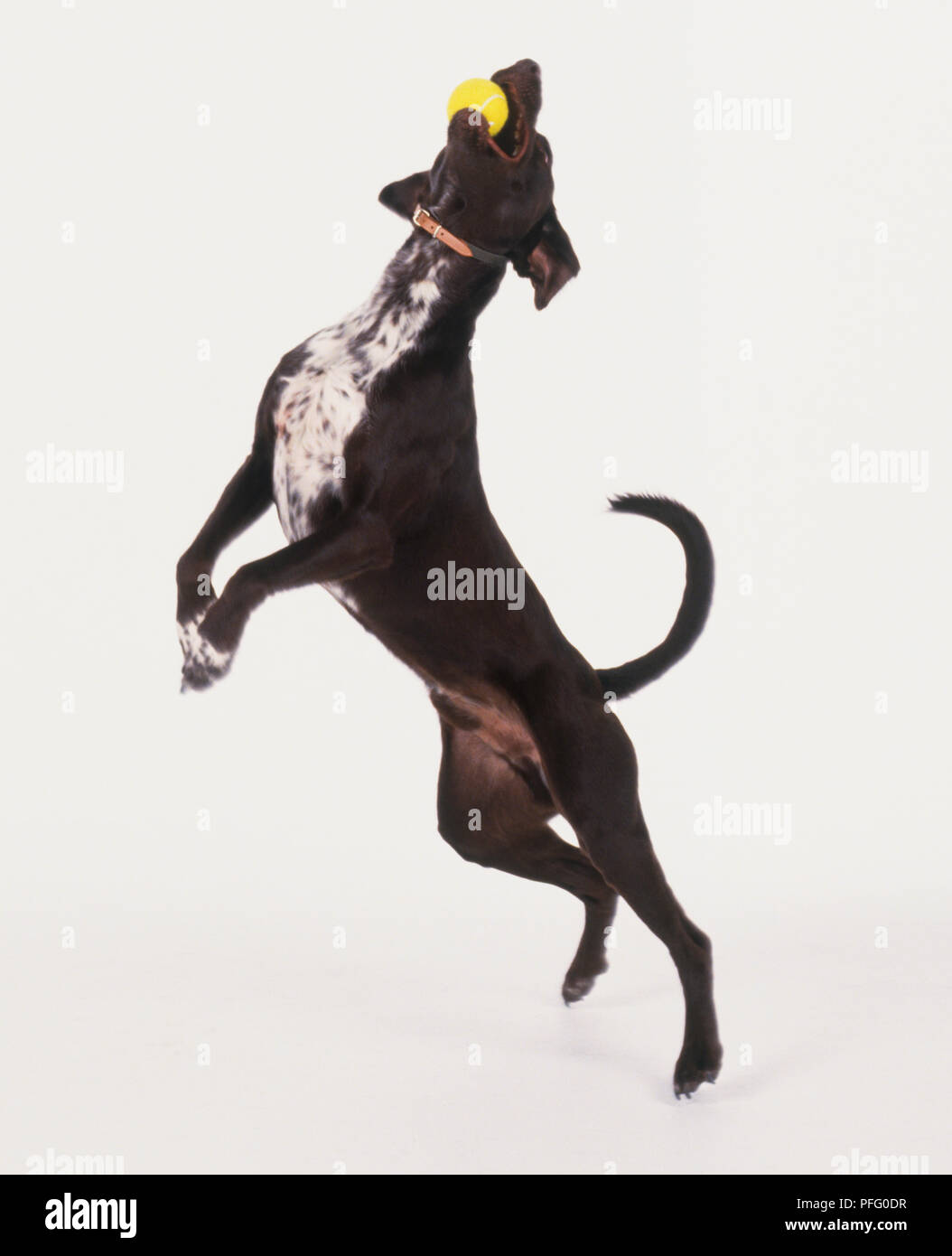 dog jumping ball