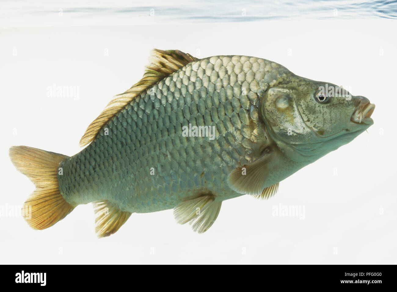 Scaly fish hi-res stock photography and images - Alamy