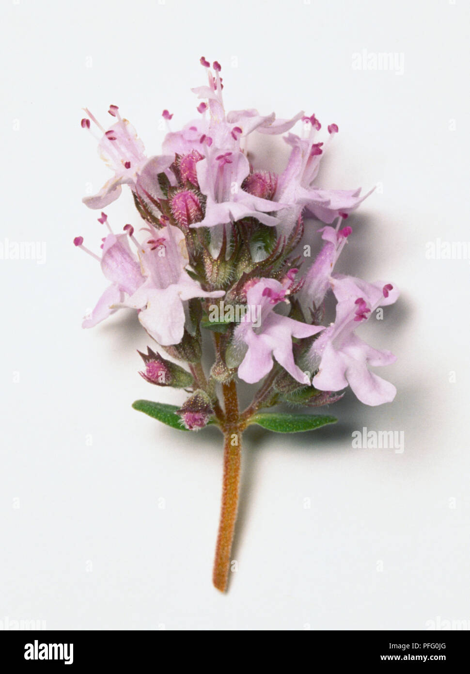 Thymus vulgaris, common thyme flowers, pale pink with petal tube and