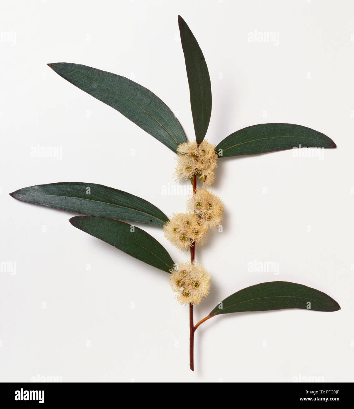 Myrtaceae, Eucalyptus pauciflora, Snow Gum, stem with leaves on red shoots, and white flower borne in clusters at leaf axils. Stock Photo