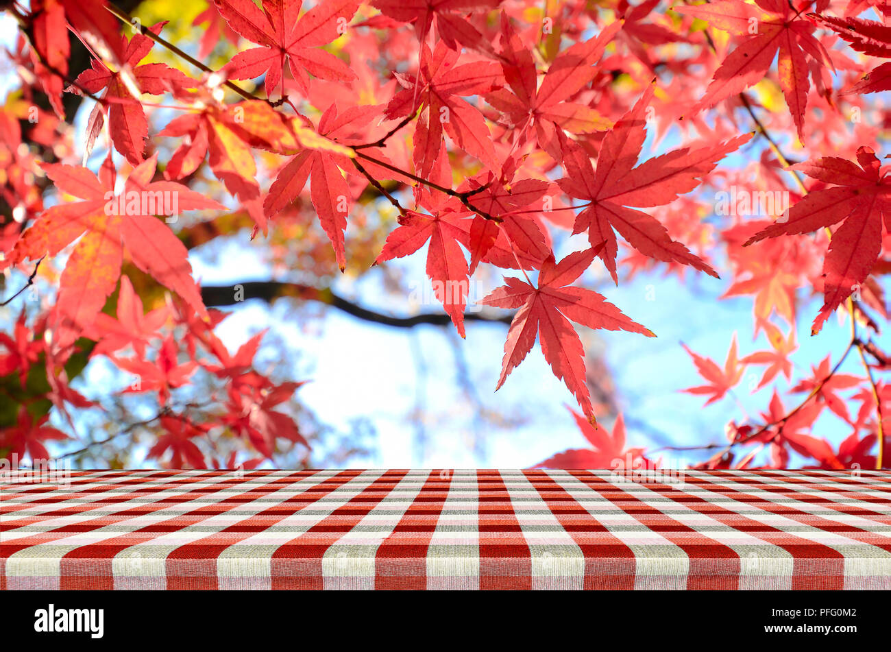 Picnic table with Jananese maple tree garden in autumn. Stock Photo