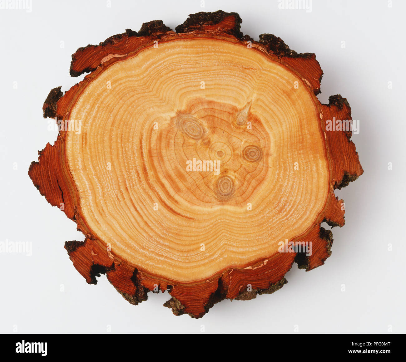 Bishop Pine, Pinus muricata, cross-section of trunk showing growth rings. Stock Photo
