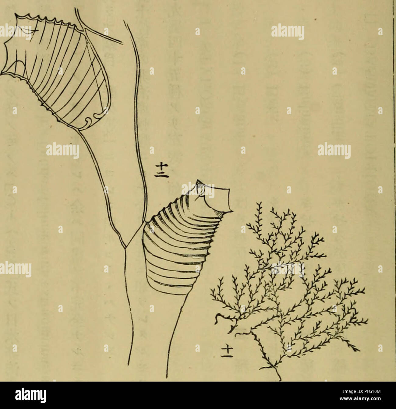Atubaria This zoology journal focuses on various marine species, including ...