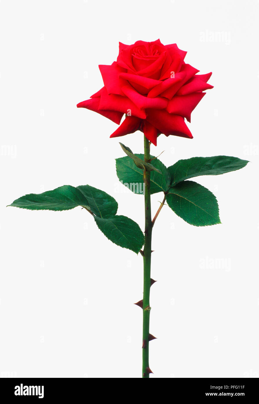 Rosa 'National Trust', single red rose, side view Stock Photo