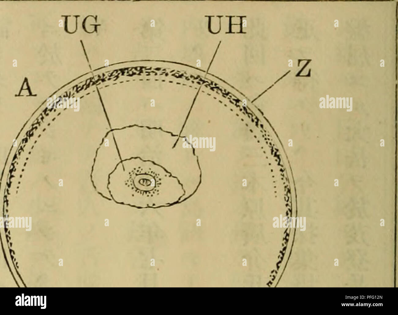 Amae High Resolution Stock Photography And Images Alamy
