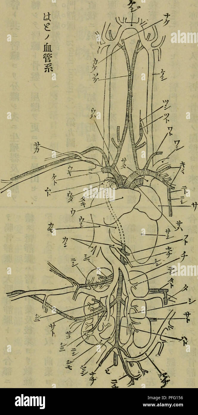 Obturator nerve hi-res stock photography and images - Alamy