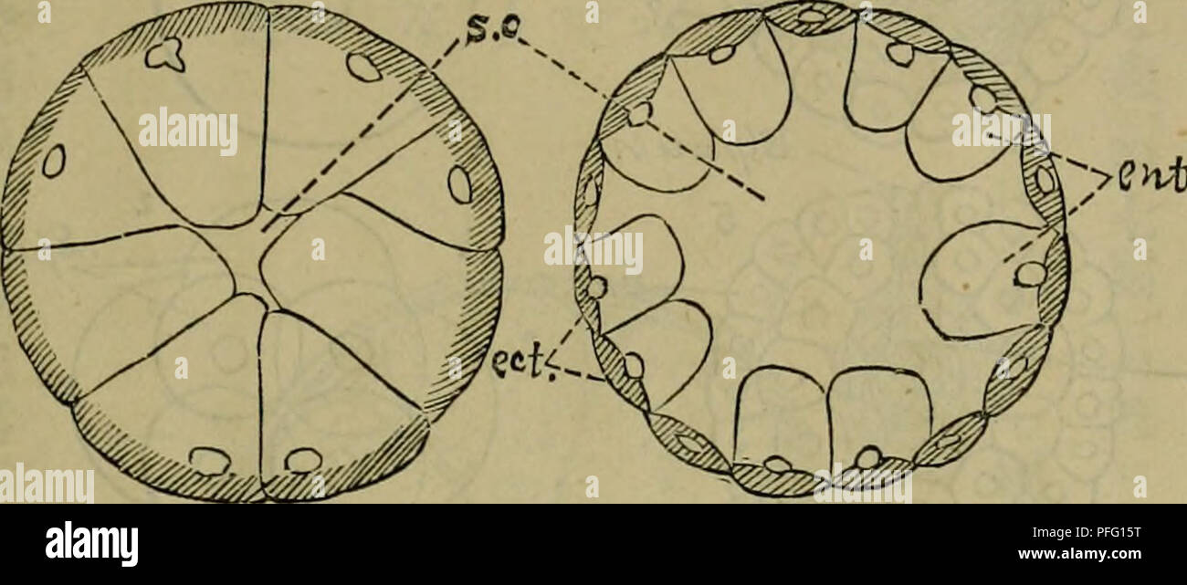 Dbutsugaku Zasshi Zoology Zoology Ae Aºaha Ae Ae Mm Aea C Cc C C A A Aªea e Rl Acaa A Cae Aeacc C A 11ae C A Aeaa Aeac Eaa A A Aºa A A A H Ae C Ac C A A A Aªa A µa Aeªa C Ca Aµa a A Ae e A A E C Ac C Aka A Fii A A C Ae