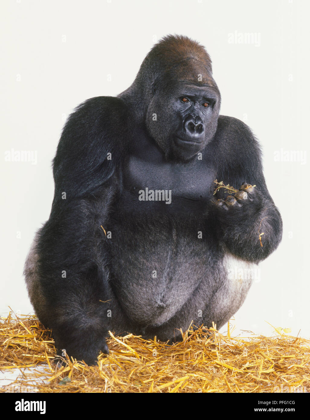 Gorilla crouching hi-res stock photography and images - Alamy