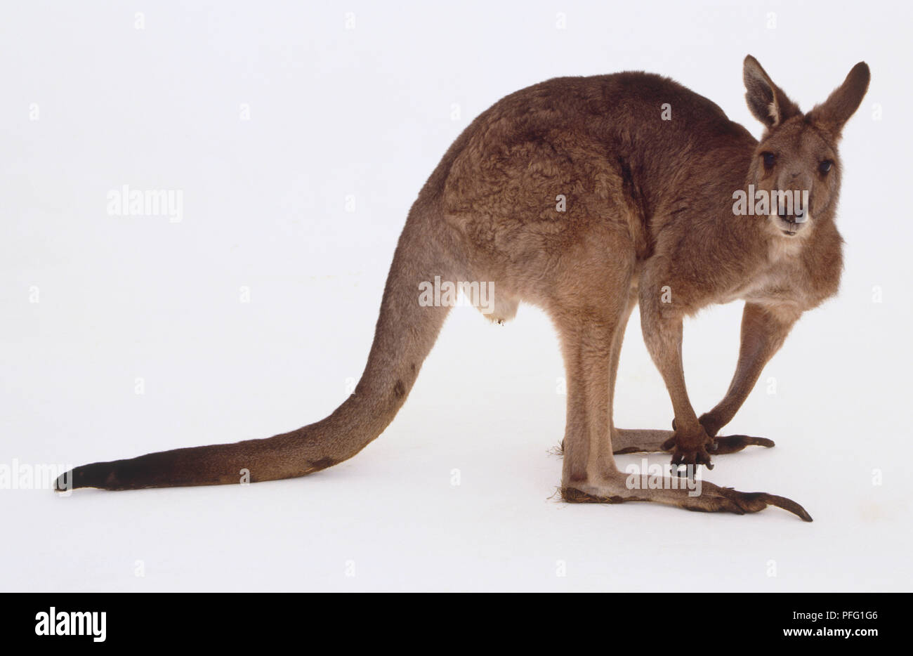 Red kangaroo hunched using its long tail resting on the ground for