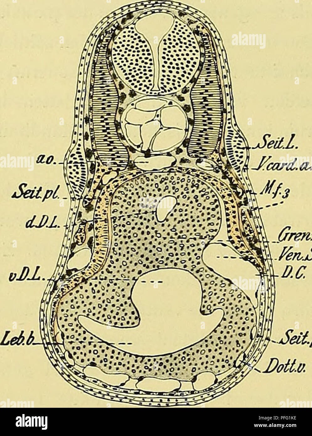 . Denkschriften der Medicinisch-Naturwissenschaftlichen Gesellschaft zu Jena. . (frenxf. FenjSck. D.C. -Seit.pl. B0Ü.0. Fig. 296. Fig. 297. ander dicht angelagert (Schnitt 292). Auf nachbarlichen Schnitten weist der mit der vorderen Hälfte des zweiten Myotomes zusammenhängende, der dorsolateralen Darmwand benachbarte Abschnitt des paraxialen Mesoderms eine unregelmässige Fügung seiner Zellen auf. Diese weichen allmählich auseinander und werden zu freien Mesodermzellen. Im Bereiche des ersten Myotomes und des unsegmentirten Mesoderm- abschnittes bietet sich derselbe Befund dar (vergl. Schnitt 2 Stock Photo