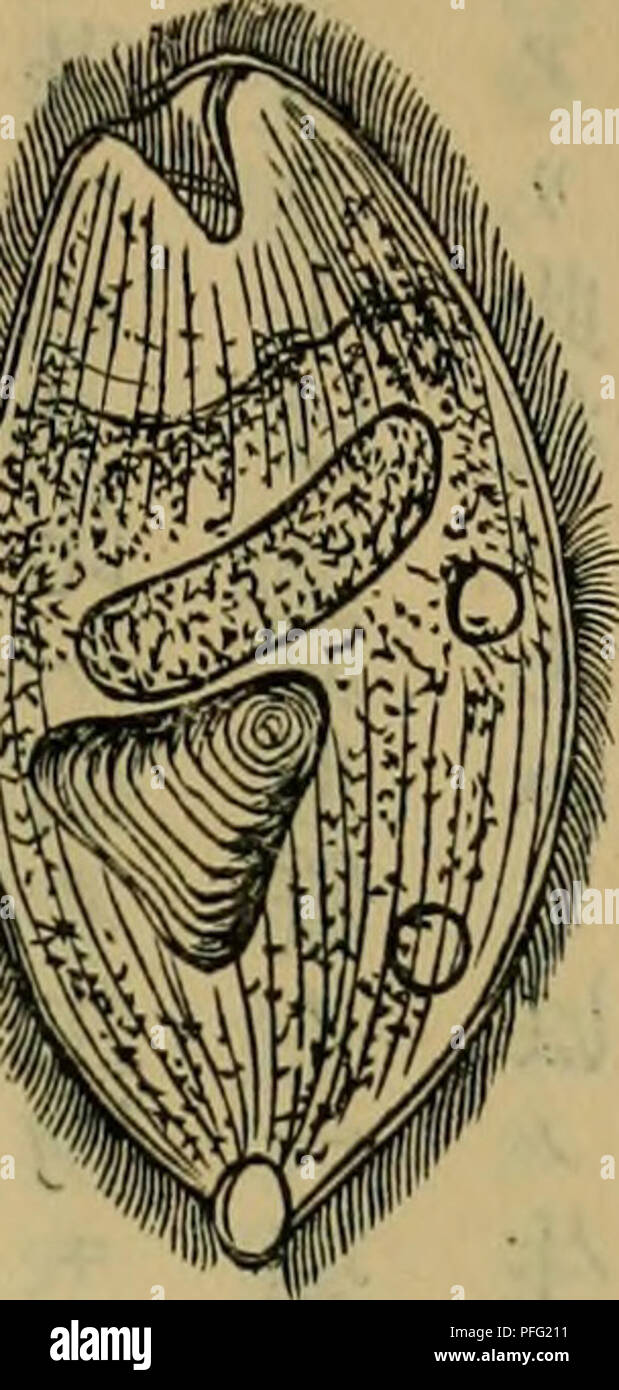 Page 2 N Caa High Resolution Stock Photography And Images Alamy