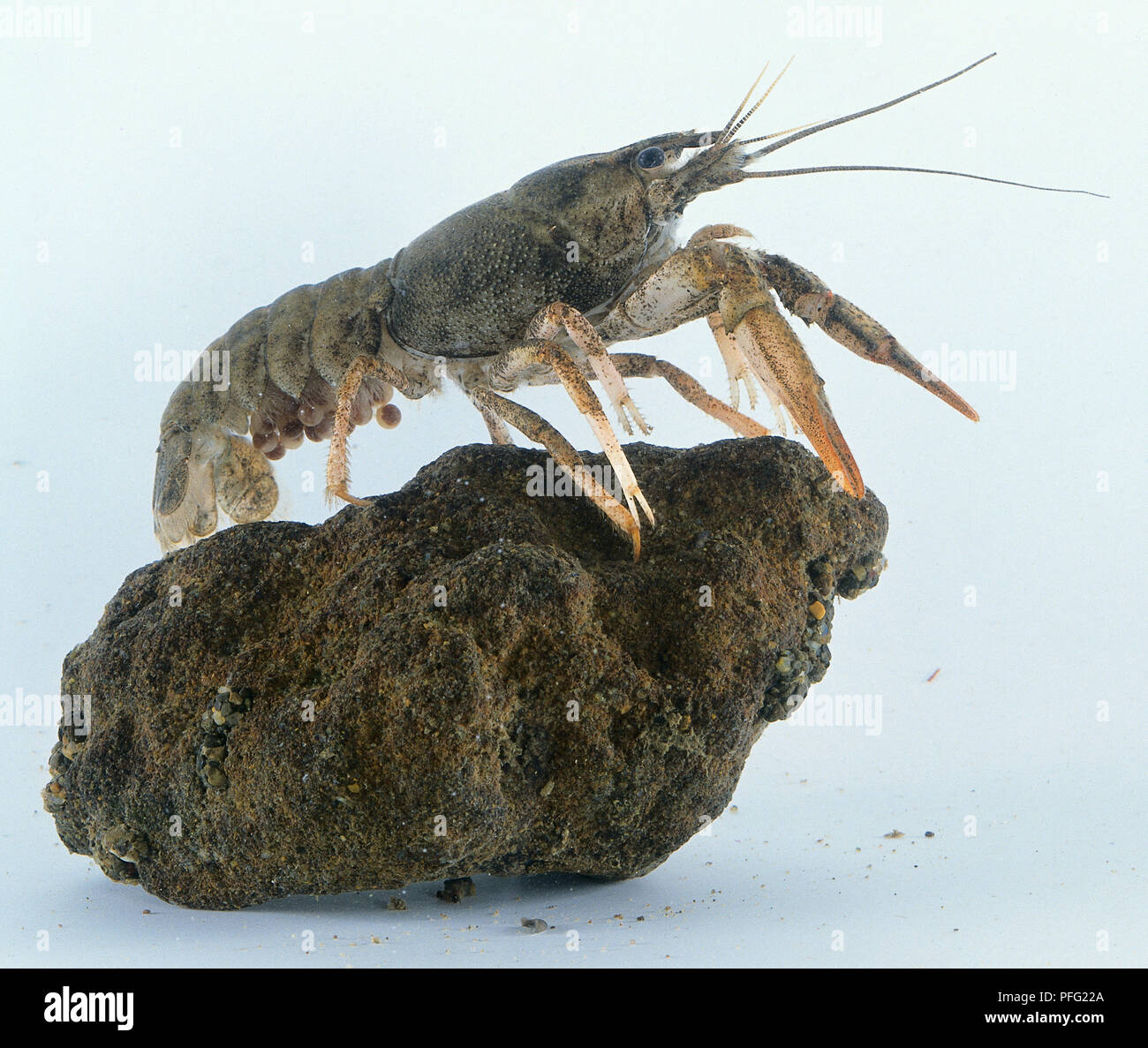 Crayfish on a rock. Stock Photo
