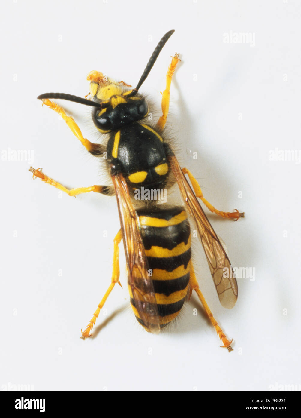 A wasp with black and yellow bands across its body and narrow translucent wings. Stock Photo