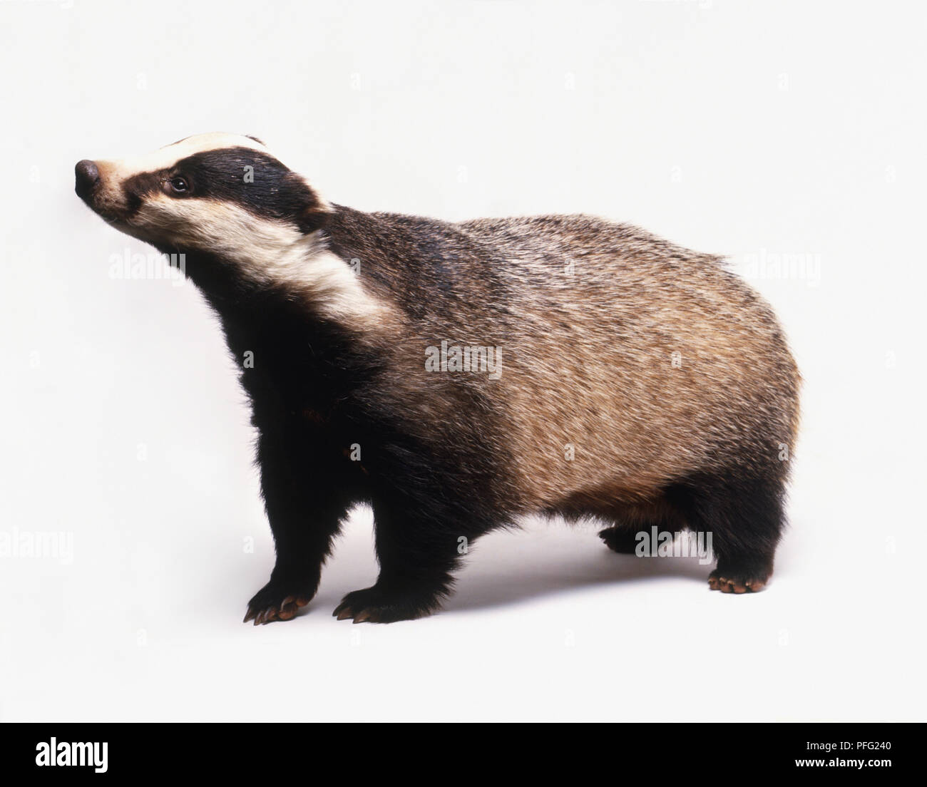 Meles meles (Old world badger, Eurasian badger). Family Mustelidae. Badger viewed from the side. Stock Photo