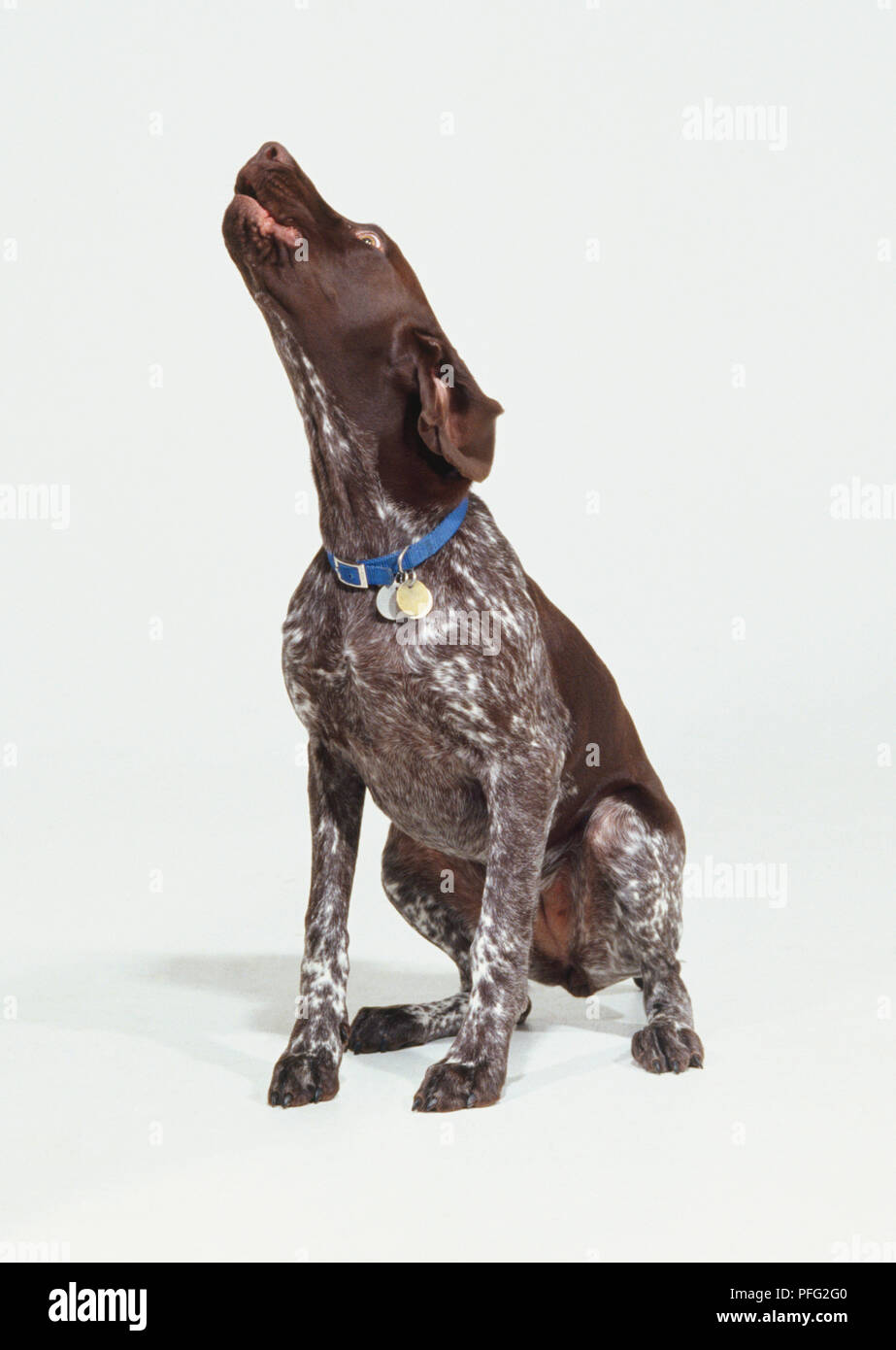 A Sitting Dark Brown And White Flecked German Short Haired Pointer