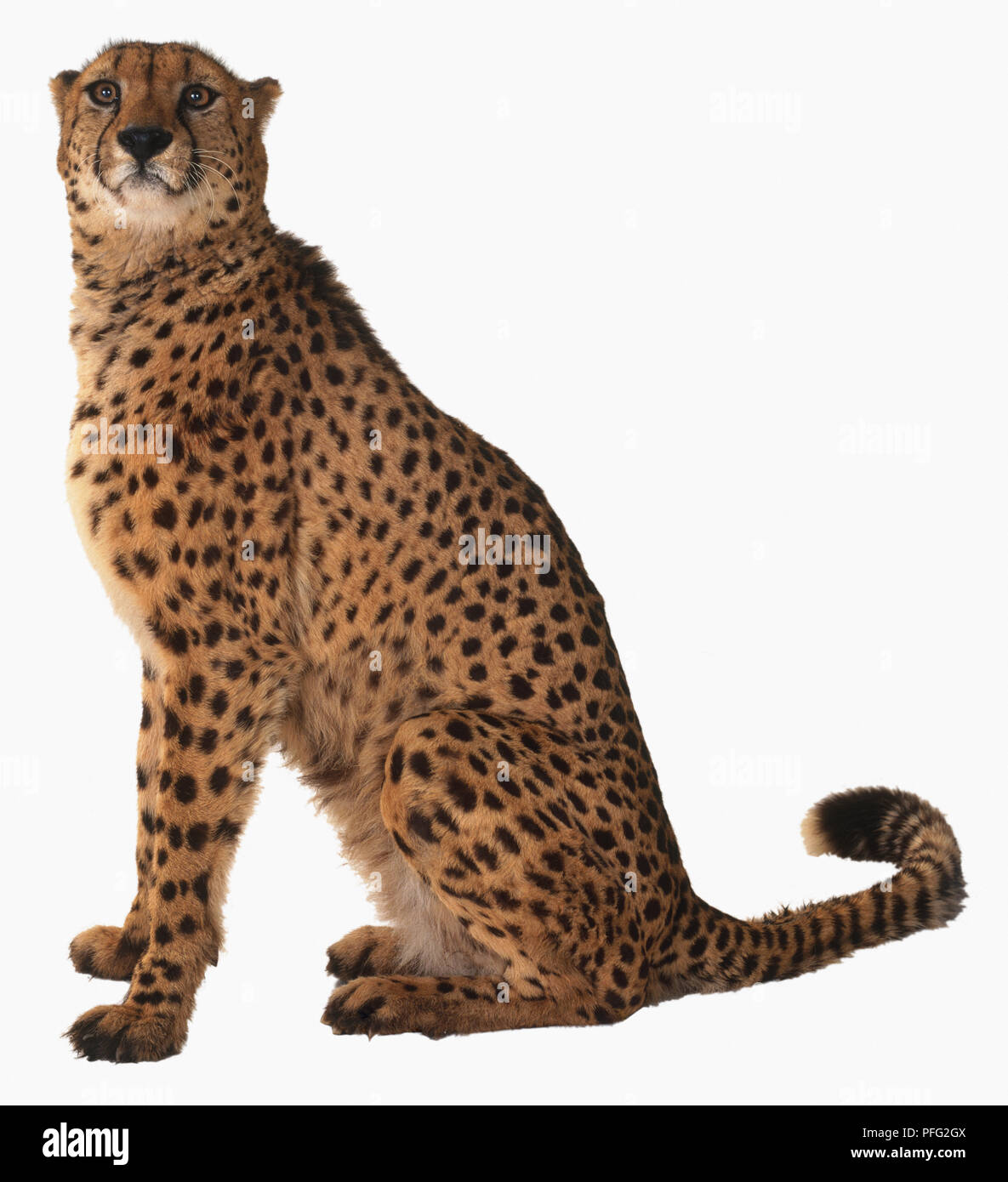 Cheetah (Acinonyx jubatus) sitting and looking sideways, side view Stock Photo